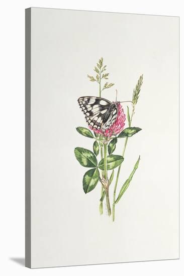 Marbled White Butterfly on Clover-Elizabeth Rice-Stretched Canvas