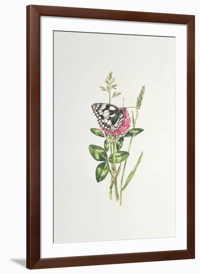 Marbled White Butterfly on Clover-Elizabeth Rice-Framed Giclee Print