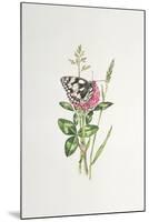 Marbled White Butterfly on Clover-Elizabeth Rice-Mounted Giclee Print