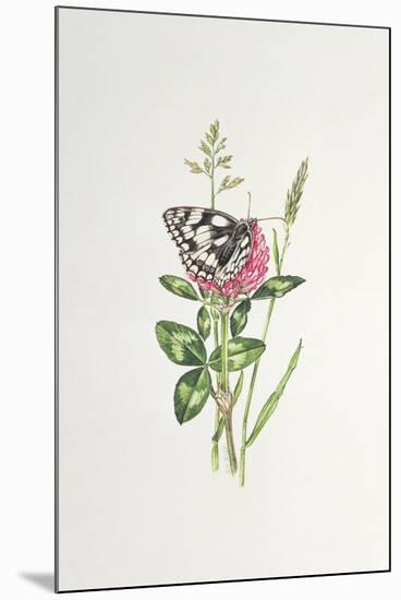 Marbled White Butterfly on Clover-Elizabeth Rice-Mounted Giclee Print