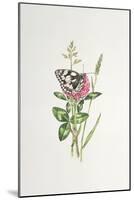 Marbled White Butterfly on Clover-Elizabeth Rice-Mounted Giclee Print