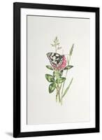 Marbled White Butterfly on Clover-Elizabeth Rice-Framed Premium Giclee Print