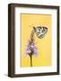 Marbled White butterfly on common spotted orchid, UK-Ross Hoddinott-Framed Photographic Print