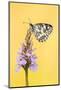 Marbled White butterfly on common spotted orchid, UK-Ross Hoddinott-Mounted Photographic Print