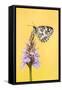 Marbled White butterfly on common spotted orchid, UK-Ross Hoddinott-Framed Stretched Canvas