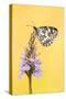 Marbled White butterfly on common spotted orchid, UK-Ross Hoddinott-Stretched Canvas