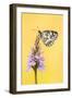 Marbled White butterfly on common spotted orchid, UK-Ross Hoddinott-Framed Photographic Print