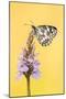 Marbled White butterfly on common spotted orchid, UK-Ross Hoddinott-Mounted Photographic Print