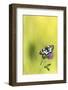 Marbled white butterfly resting on red clover flower, Devon, UK-Ross Hoddinott-Framed Photographic Print