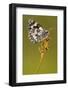 Marbled white butterfly resting on reed, Devon, UK-Ross Hoddinott-Framed Photographic Print