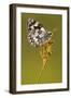 Marbled white butterfly resting on reed, Devon, UK-Ross Hoddinott-Framed Photographic Print