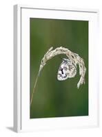 Marbled White Resting on Grass Wings Closed-null-Framed Photographic Print
