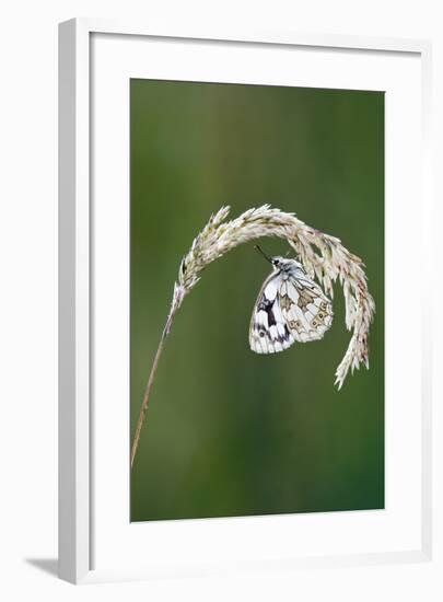 Marbled White Resting on Grass Wings Closed-null-Framed Photographic Print