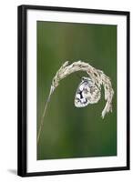 Marbled White Resting on Grass Wings Closed-null-Framed Photographic Print