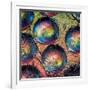 Marbles-Ursula Abresch-Framed Photographic Print
