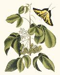 Papilio Antilochus-Marc Catesby-Laminated Giclee Print