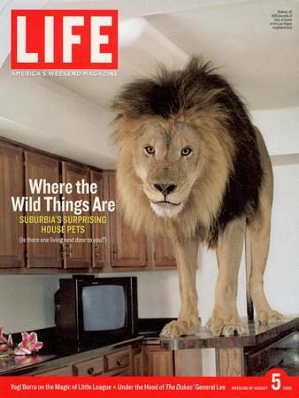 14-year-old Sinbad the Lion Standing on Counter in Owner's Las Vegas Kitchen, August 5, 2005