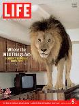14-year-old Sinbad the Lion Standing on Counter in Owner's Las Vegas Kitchen, August 5, 2005-Marc Joseph-Framed Stretched Canvas