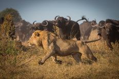 Running for His Life-Marc Meijlaers-Photographic Print