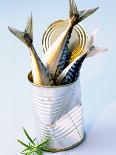 Three Fish (Mackerel) in a Tin-Marc O^ Finley-Photographic Print