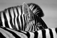 Curious Zebra-Marc Pelissier-Photographic Print