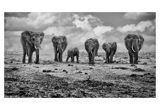 Big Family-Marcel Rebro-Framed Photographic Print