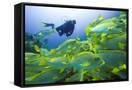Canvas Black