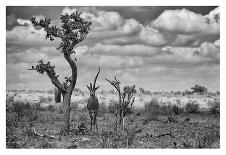 Man at work-Marcel Rebro-Photographic Print