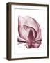 Marcela Magnolia-Albert Koetsier-Framed Art Print