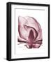 Marcela Magnolia-Albert Koetsier-Framed Art Print