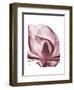 Marcela Magnolia-Albert Koetsier-Framed Art Print