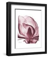 Marcela Magnolia-Albert Koetsier-Framed Art Print