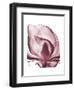 Marcela Magnolia-Albert Koetsier-Framed Art Print