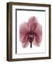 Marcela Orchid-Albert Koetsier-Framed Art Print