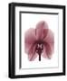 Marcela Orchid-Albert Koetsier-Framed Art Print