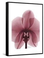 Marcela Orchid-Albert Koetsier-Framed Stretched Canvas