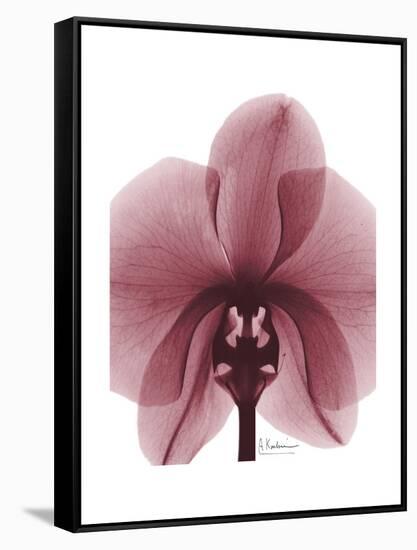 Marcela Orchid-Albert Koetsier-Framed Stretched Canvas