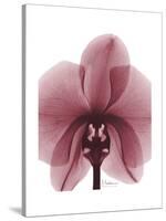 Marcela Orchid-Albert Koetsier-Stretched Canvas