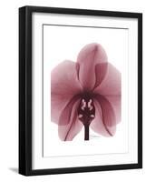 Marcela Orchid-Albert Koetsier-Framed Art Print