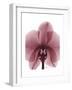 Marcela Orchid-Albert Koetsier-Framed Art Print