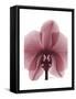 Marcela Orchid-Albert Koetsier-Framed Stretched Canvas