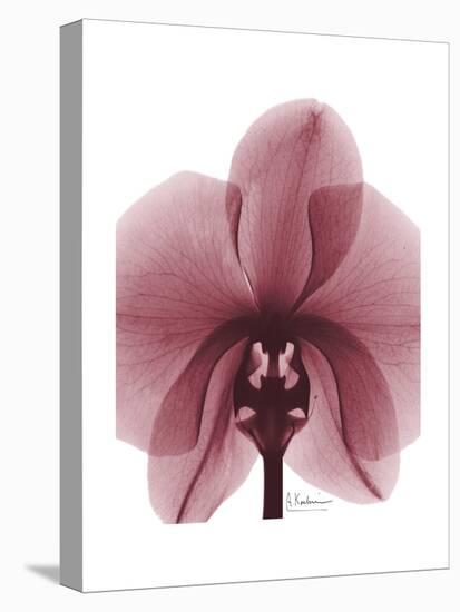 Marcela Orchid-Albert Koetsier-Stretched Canvas