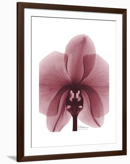 Marcela Orchid-Albert Koetsier-Framed Art Print