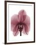 Marcela Orchid-Albert Koetsier-Framed Art Print