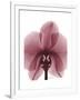 Marcela Orchid-Albert Koetsier-Framed Art Print