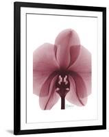 Marcela Orchid-Albert Koetsier-Framed Art Print