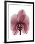 Marcela Orchid-Albert Koetsier-Framed Art Print