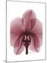 Marcela Orchid-Albert Koetsier-Mounted Art Print