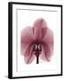 Marcela Orchid-Albert Koetsier-Framed Art Print