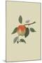 March Apple-William Hooker-Mounted Art Print